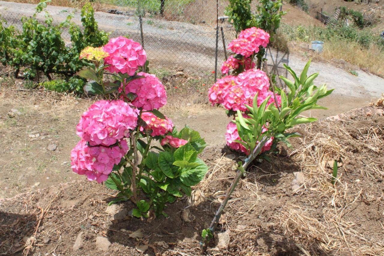 라스팔마스 Finca El Cole 빌라 외부 사진