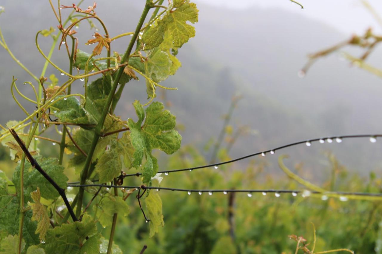 라스팔마스 Finca El Cole 빌라 외부 사진